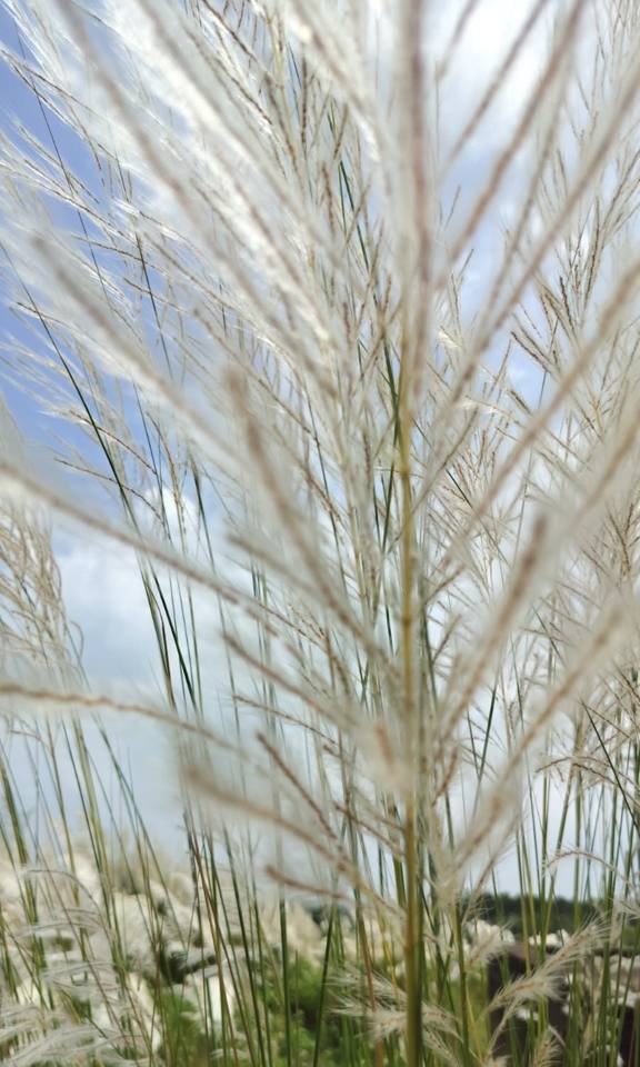 A kash plume up close