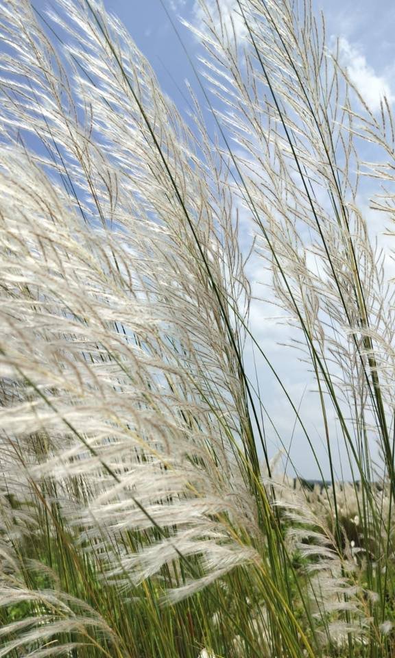 Kash flowers swaying in the wind